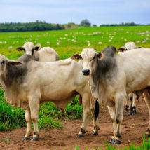 Estudos sobre o avanço da agropecuária no Brasil mostram que, enquanto a área de pastagens caiu, a produção de carne bovina aumentou. Imagem referente a matéria