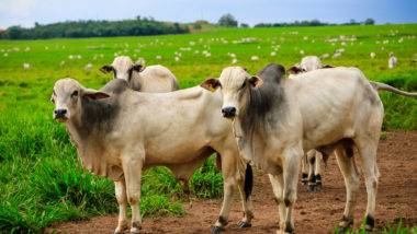 Estudos sobre o avanço da agropecuária no Brasil mostram que, enquanto a área de pastagens caiu, a produção de carne bovina aumentou. Imagem referente a matéria