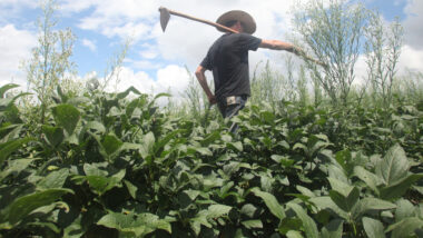Hoje, o agro responsável por quase um terço das riquezas econômicas geradas no Brasil. Imagem referente a matéria
