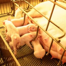 A cidade que reúne o maior rebanho suíno do Brasil com quase 1 milhão de animais Com quase 1 milhão de suínos, Toledo consolida liderança na produção de proteína animal no país.