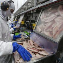 Setor vê ameaça à produção de tilápia no país com possível classificação da espécie como invasora