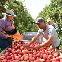 Frio e altitude favorecem o cultivo da maçã em São Joaquim, cidade que responde por mais de um terço da produção nacional da fruta. Imagem referente a matéria