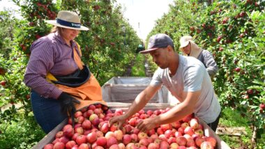 Frio e altitude favorecem o cultivo da maçã em São Joaquim, cidade que responde por mais de um terço da produção nacional da fruta. Imagem referente a matéria