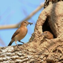 O joão-de-barro, uma das aves mais inteligentes e fascinantes da natureza, tem muito a ensinar sobre família Imagem referente a matéria