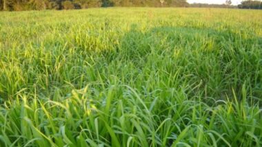 Brachiaria, um tipo de capim muito usado na pecuária brasileira. Imagem referente a matéria