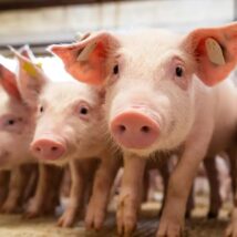 Imagem referente a matéria