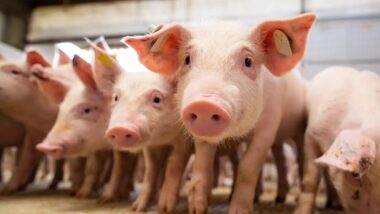 Imagem referente a matéria