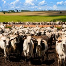 Imagem referente a matéria