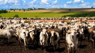 Imagem referente a matéria