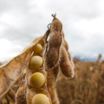 Custo de produção elevado, variação nos preços das commodities e crédito mais caro explicam aumento de inadimplência no agro, segundo Serasa Experian Imagem referente a matéria