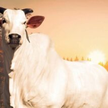 Vaca nelore Donna FIV Ciav foi vendida por R$ 54 milhões durante o Leilão Cataratas Collection, realizado em Foz do Iguaçu (PR), tornando-se o bovino mais caro do mundo já negociado em um evento agropecuário. Imagem referente a matéria