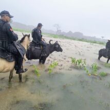 Búfalos utilizados pela PM de Soure atravessam áreas alagadas e fazem patrulhamento onde viaturas não conseguem avançar. Imagem referente a matéria