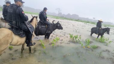 Búfalos utilizados pela PM de Soure atravessam áreas alagadas e fazem patrulhamento onde viaturas não conseguem avançar. Imagem referente a matéria