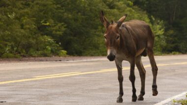Imagem referente a matéria
